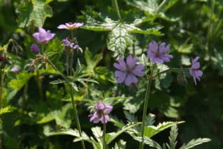 Geranium tuberosum Knolooievaarsbek bestellen